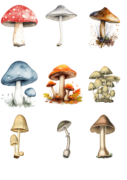 Illustrations of various mushrooms on a white background