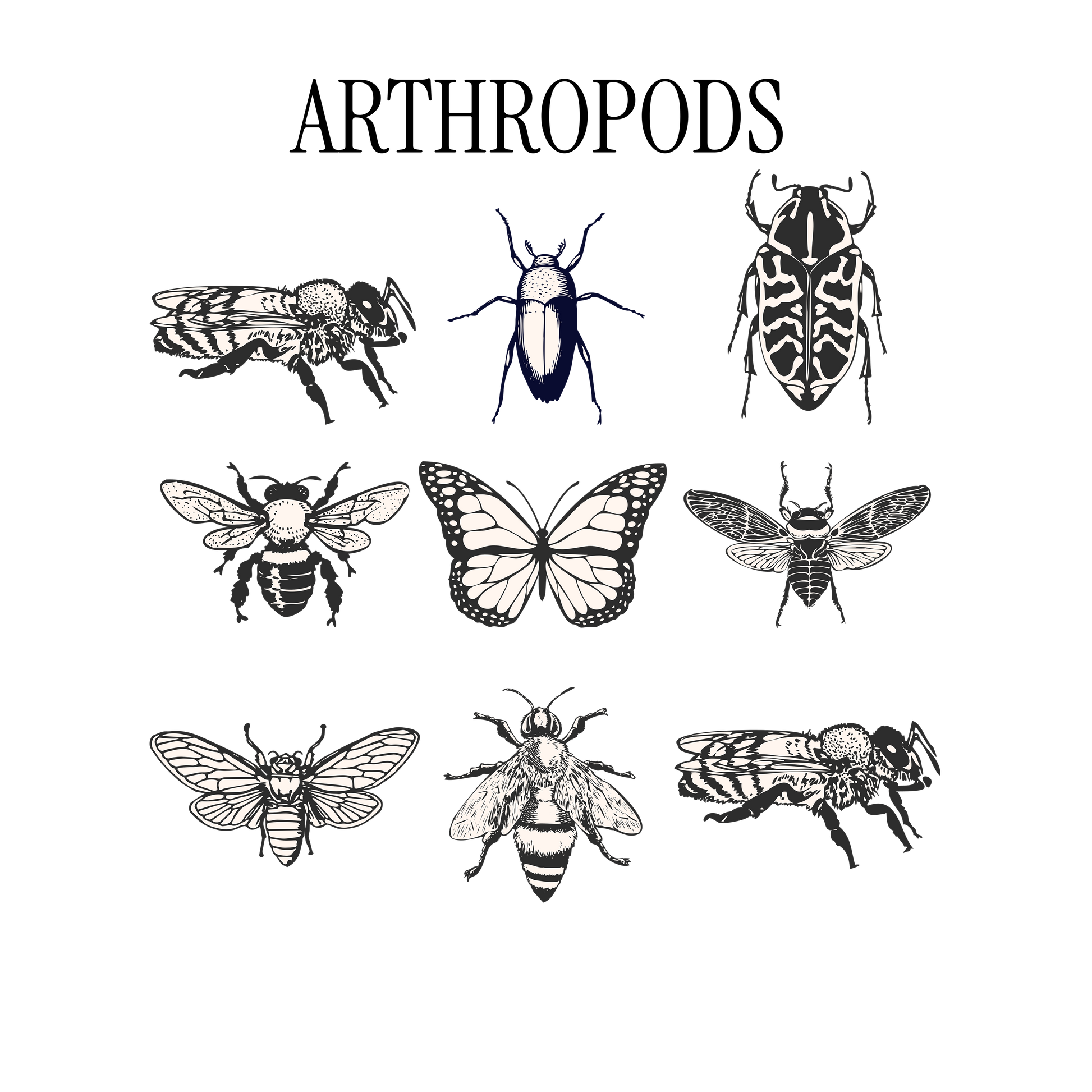 Illustrations of various arthropods with the word 'ARTHROPODS' at the top.