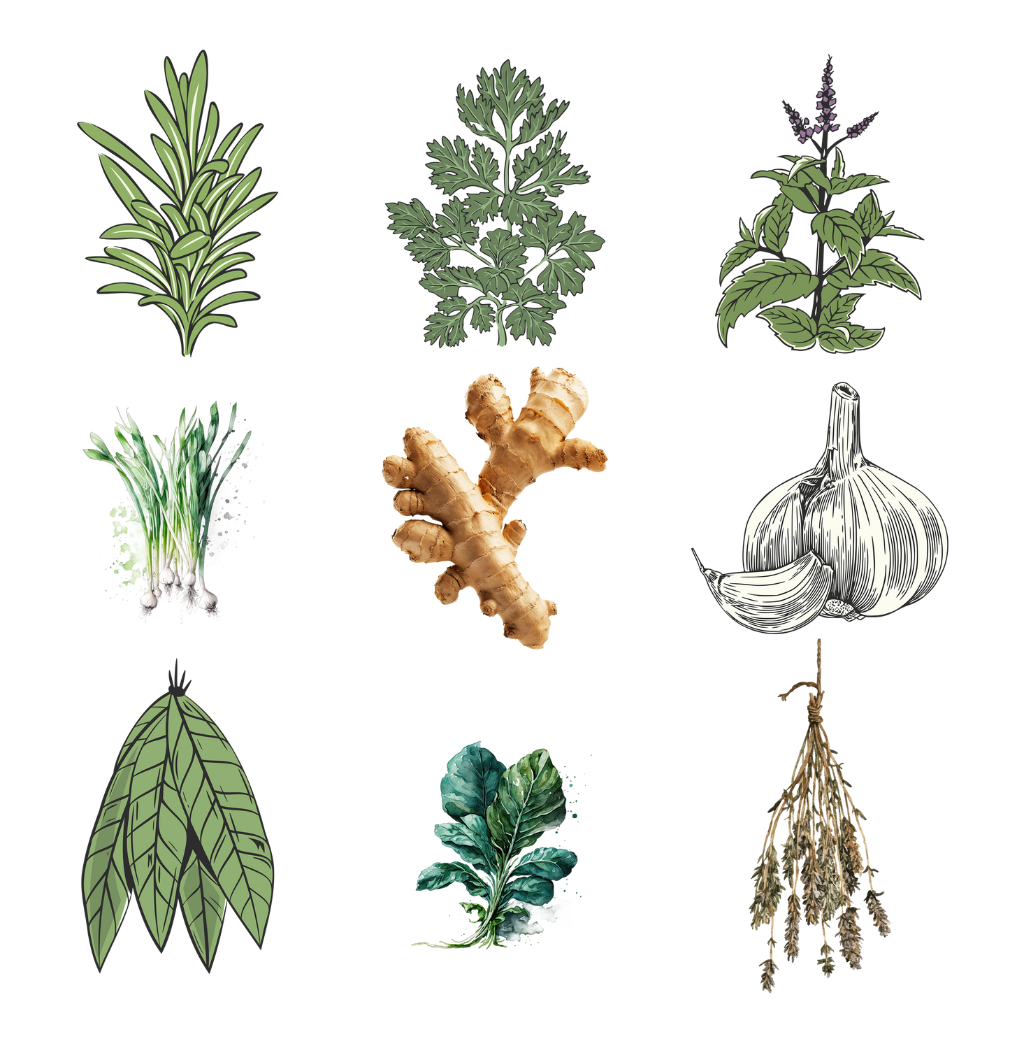 Illustrations of various herbs and spices on a white background
