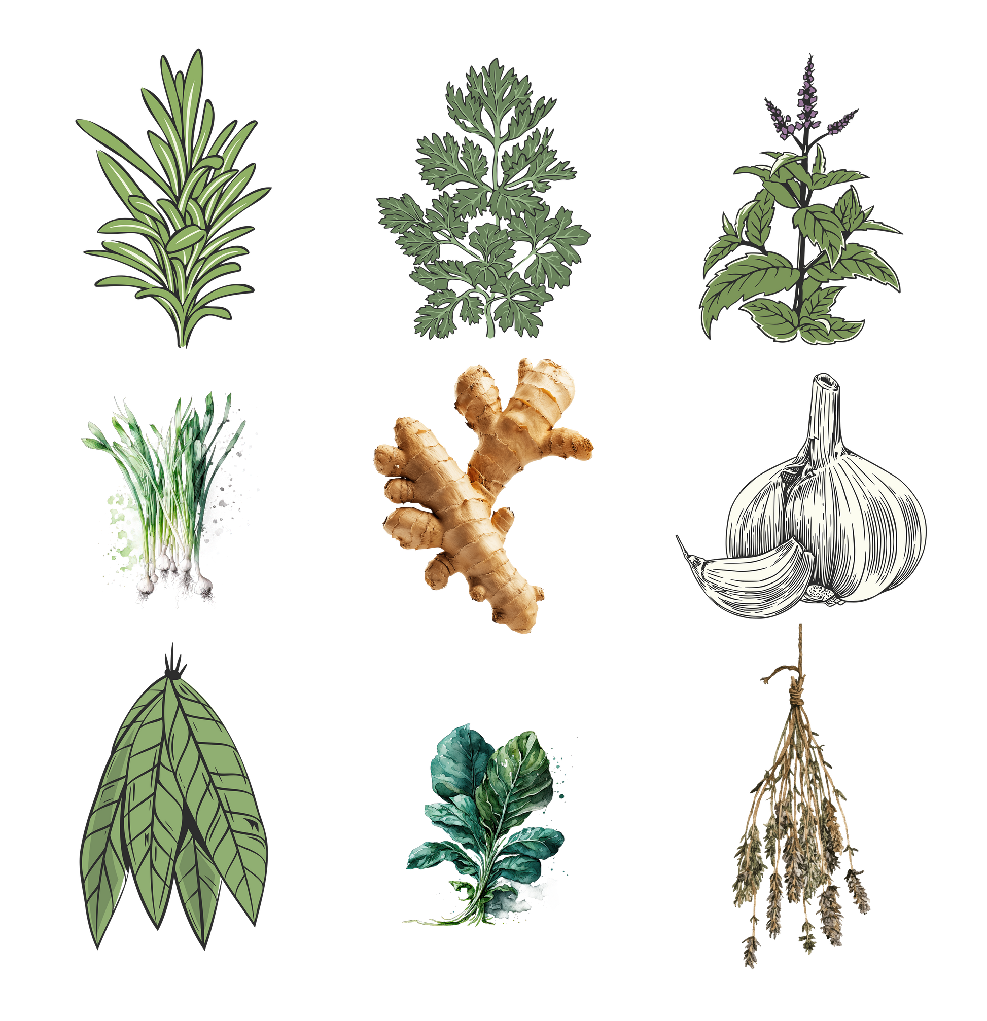 Illustrations of various herbs and spices on a white background