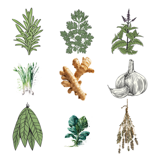 Illustrations of various herbs and spices on a white background